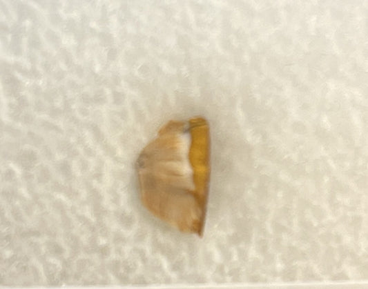 Carcharodontos Tooth